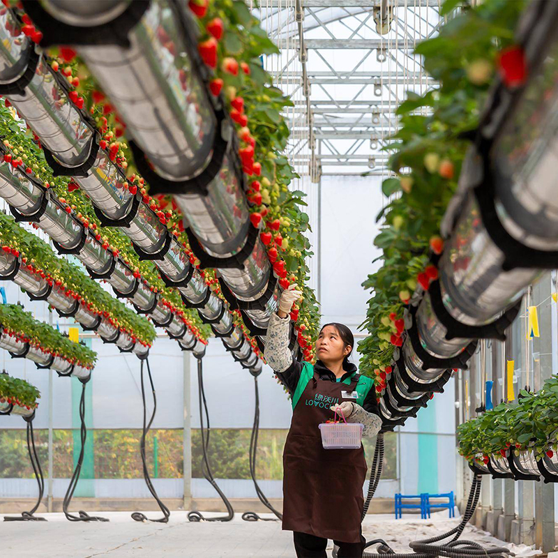 乐山市种植槽空中草莓 - 哪里好