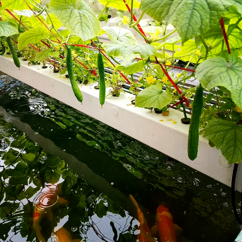 乐山市水培鱼菜共生 - 哪里好